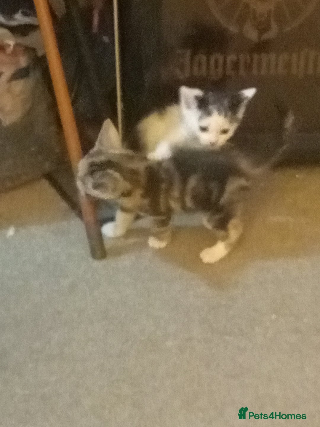 Mixed Breed cats for sale: Stunning British short hair x - Advert 3