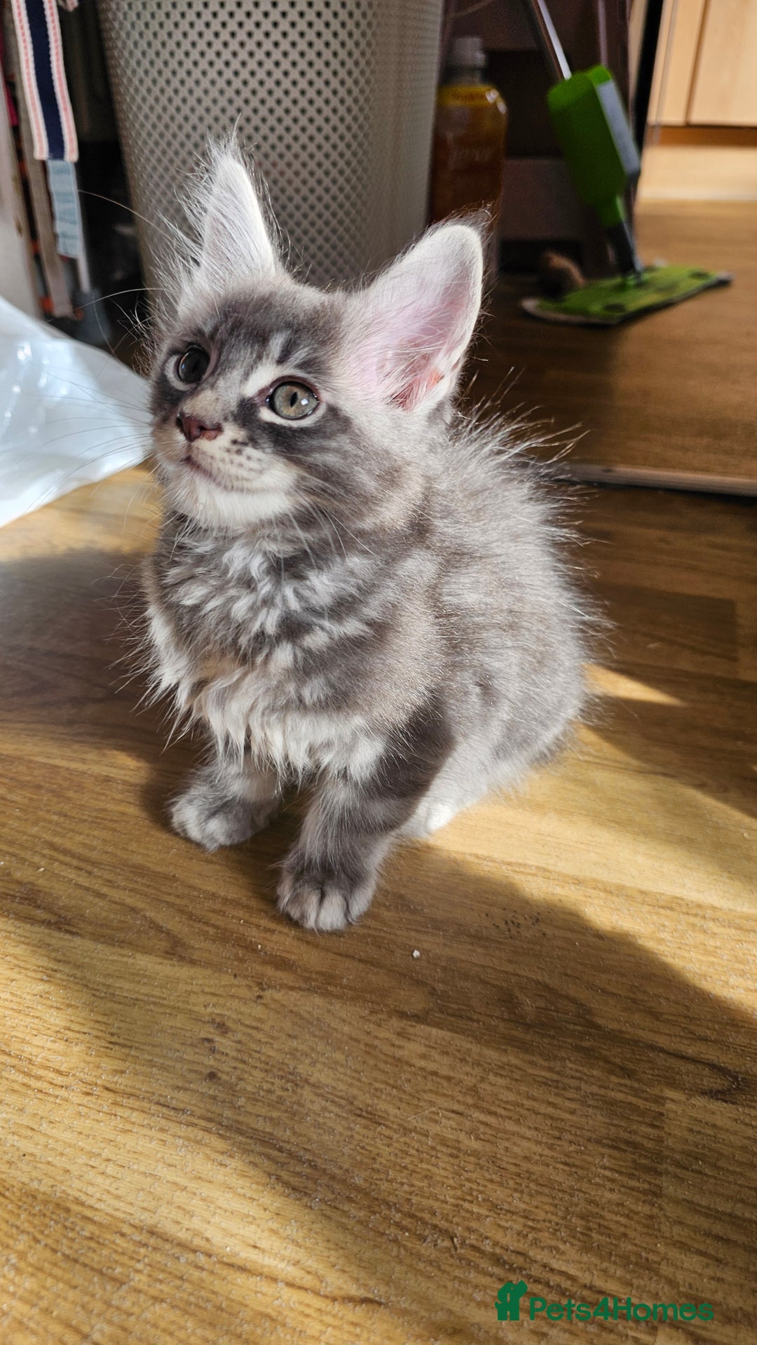 Maine Coon cats for sale: LARGE BREED Maine Coon cross  - Image 23