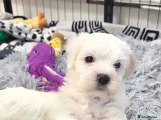 Bichon Frise dogs Sweet Little Puppies Looking for Loving Homes 💕 - Advert 1