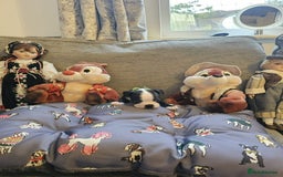 Boston Terrier dogs for sale: Boston Terrier 5* puppies - Image 7