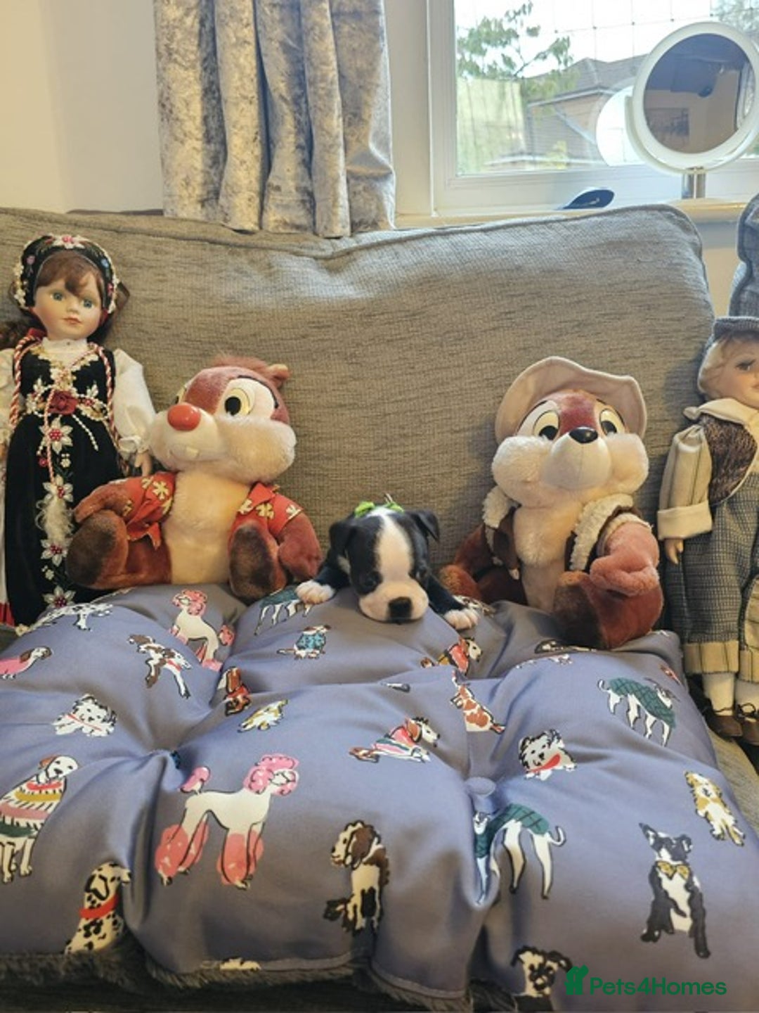 Boston Terrier dogs for sale: Boston Terrier 5* puppies - Image 7