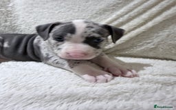 American Bully dogs for sale: Abkc Pocket Bully X Abkc classic Bully puppies - Image 35