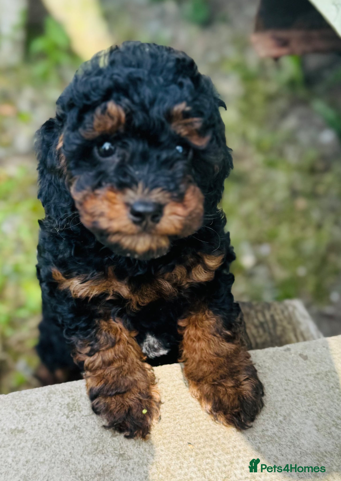 Cockapoo dogs Wow just wow 🤩  - Advert 1