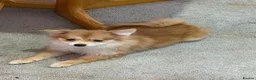 Pomeranian dogs for sale: Puppies  - Advert 2
