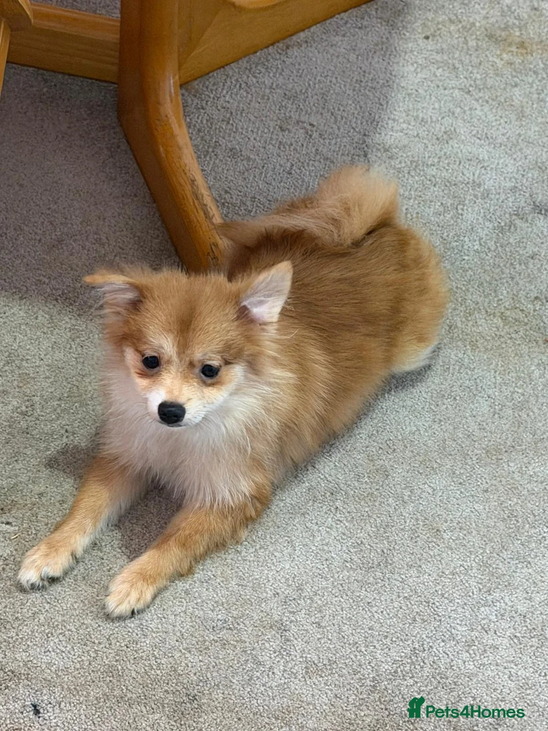 Pomeranian dogs for sale: Puppies  - Advert 2