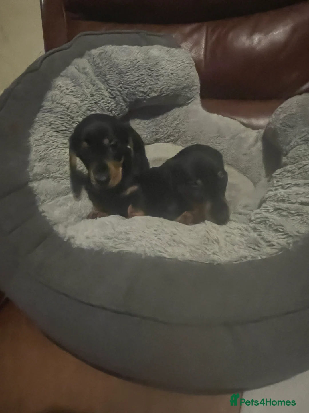 Miniature Dachshund dogs for sale: miniature dachshunds - Advert 11