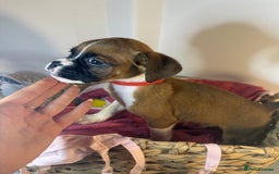 Boxer dogs for sale: Flashy boxer/red - natural bob tail/tail  - Image 25