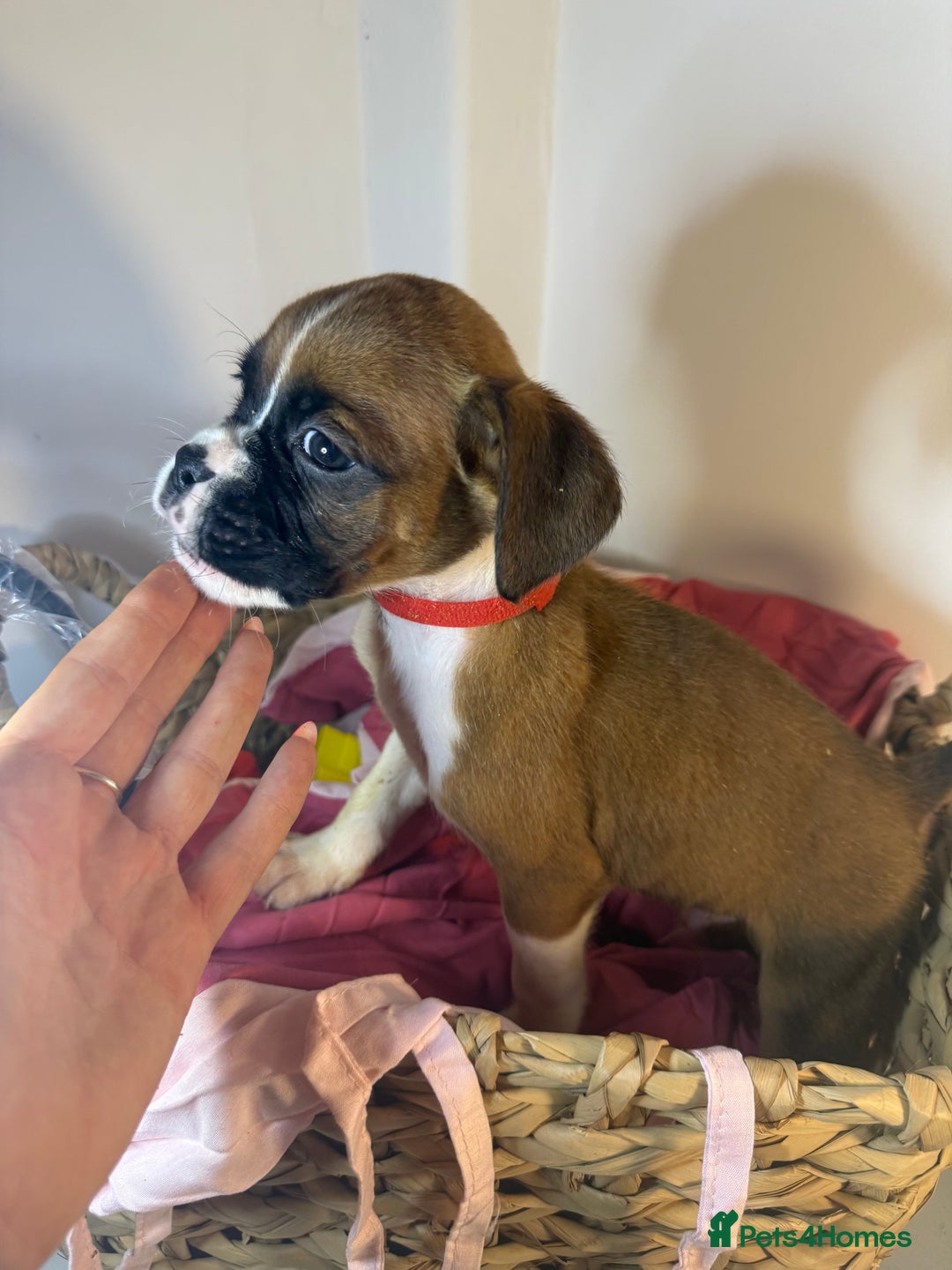Boxer dogs for sale: Flashy boxer/red - natural bob tail/tail  - Image 25