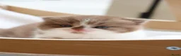 British Shorthair cats for sale: British Shorthair Kittens - Registered & Licensed - Advert 9
