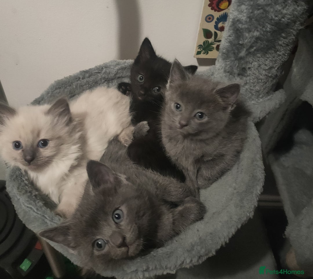 Mixed Breed cats for sale: Ragdoll X for sale  - Image 8