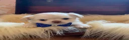 Chihuahua dogs for sale: 5* Licensed RKC Stunning Long Coat Chihuahuas - Advert 32
