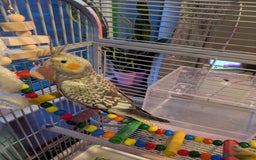 Cockatiels birds for sale: Stunning cocktails for sale - Image 2