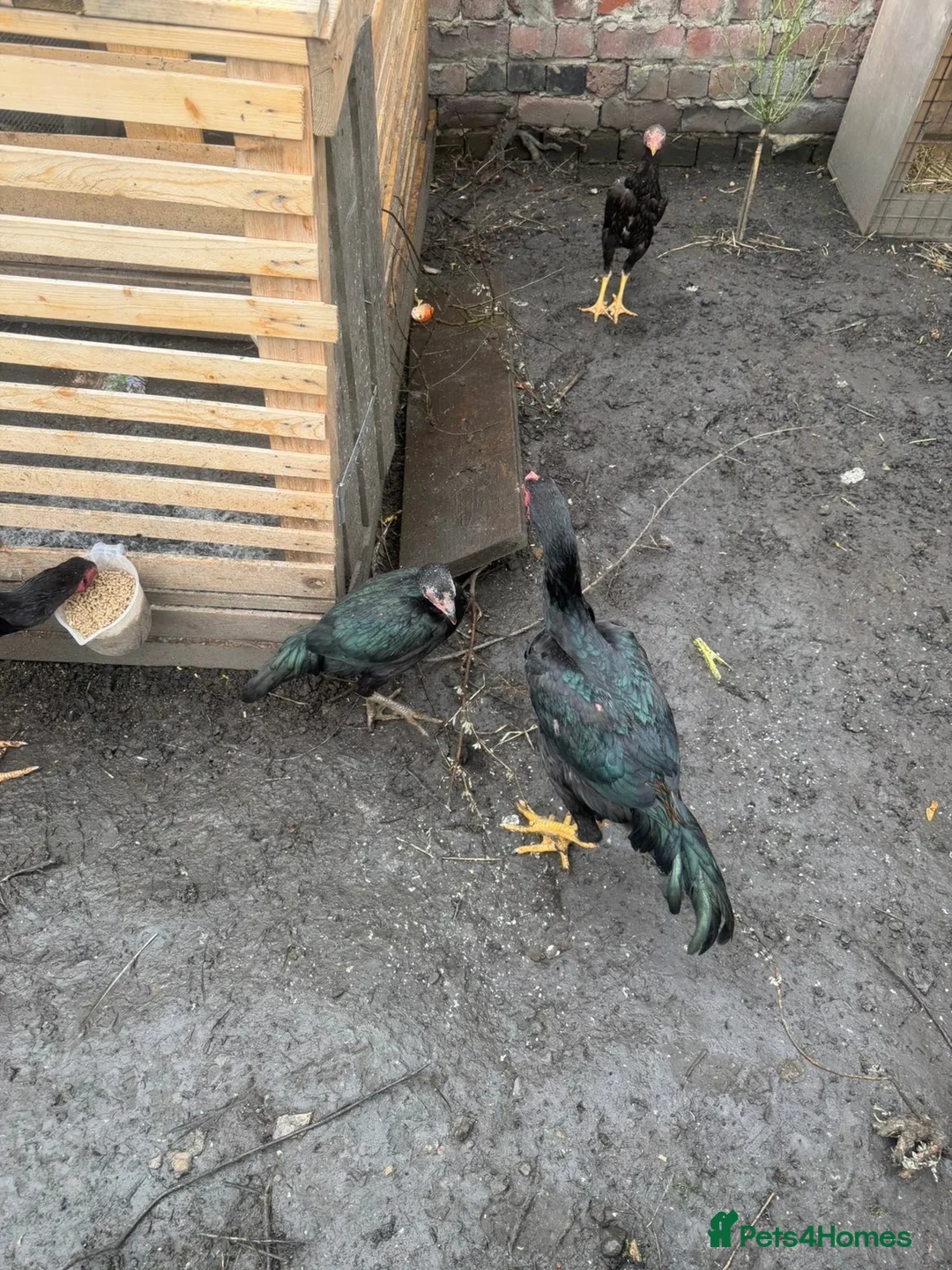 Chickens poultry for sale: Japanese cross brazillian - Advert 1