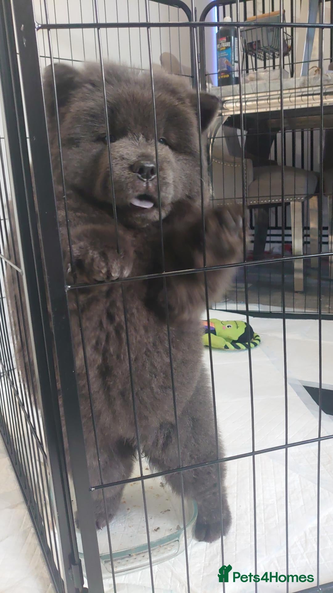 Chow Chow dogs Last ones remaining Ready Now Chow Puppy's 💙💓 - Advert 2