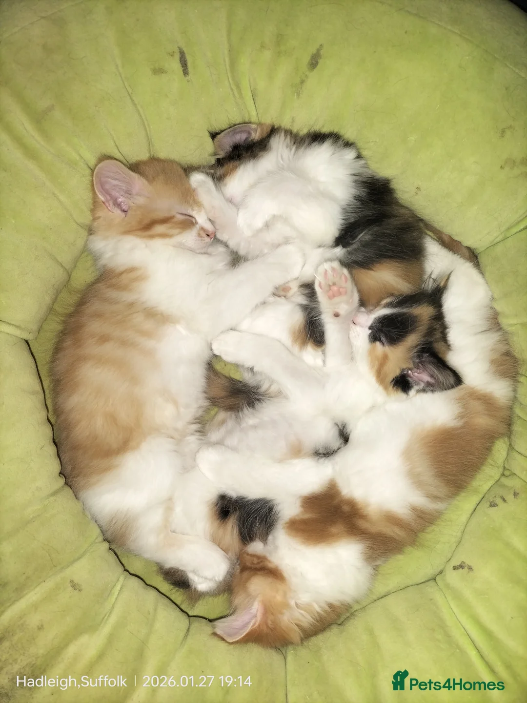 Mixed Breed cats for sale: GORGEOUS DOG AND HOOVER PROOF LONG HAIRED KITTENS - Advert 1