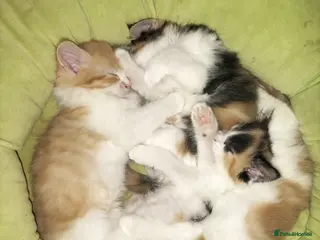 Mixed Breed cats GORGEOUS DOG AND HOOVER PROOF LONG HAIRED KITTENS - Advert 11