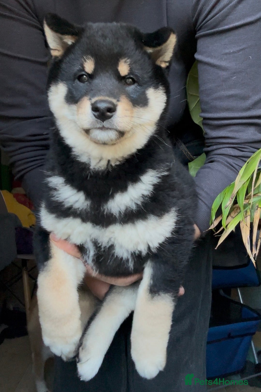 Japanese Shiba Inu dogs for sale: 10 weeks old KC Black/Tan Boy 💖 - Advert 8