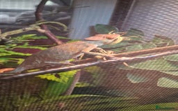 Chameleon reptiles for sale: Pink panther chameleon  - Image 7