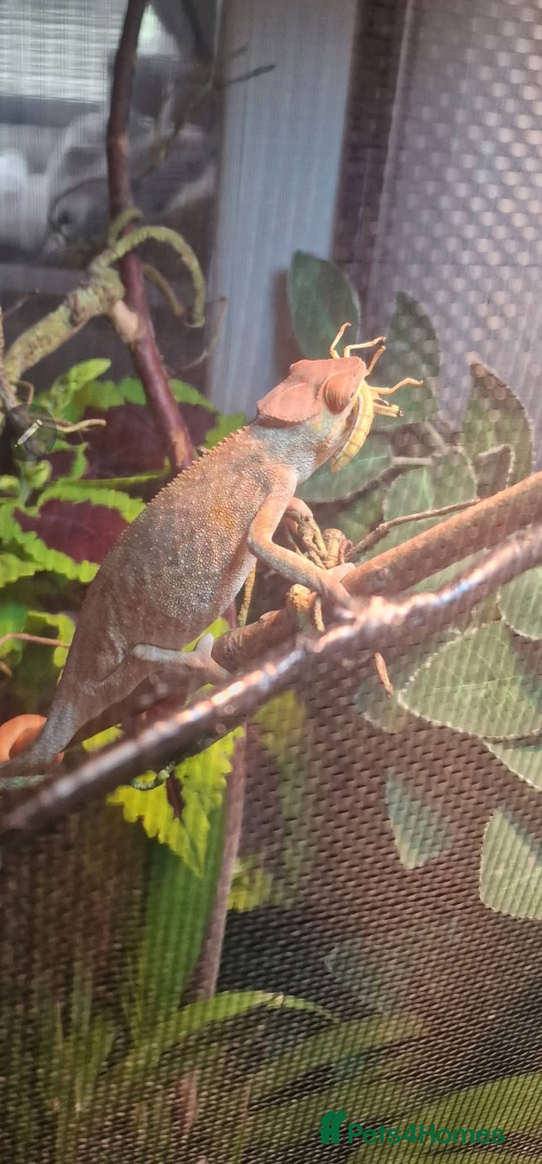 Chameleon reptiles for sale: Pink panther chameleon  - Image 7