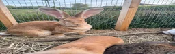 Continental Giant rabbits for sale: Giant conti with giant french lop - Advert 27