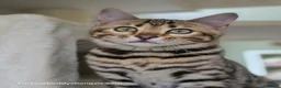 Bengal cats for sale: Gorgeous Rosetted Bengal Kittens  - Advert 1