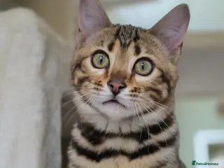 Bengal cats Gorgeous Rosetted Bengal Kittens - Advert 12