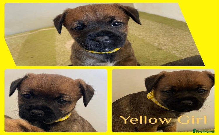 Border Terrier dogs - Advert 1