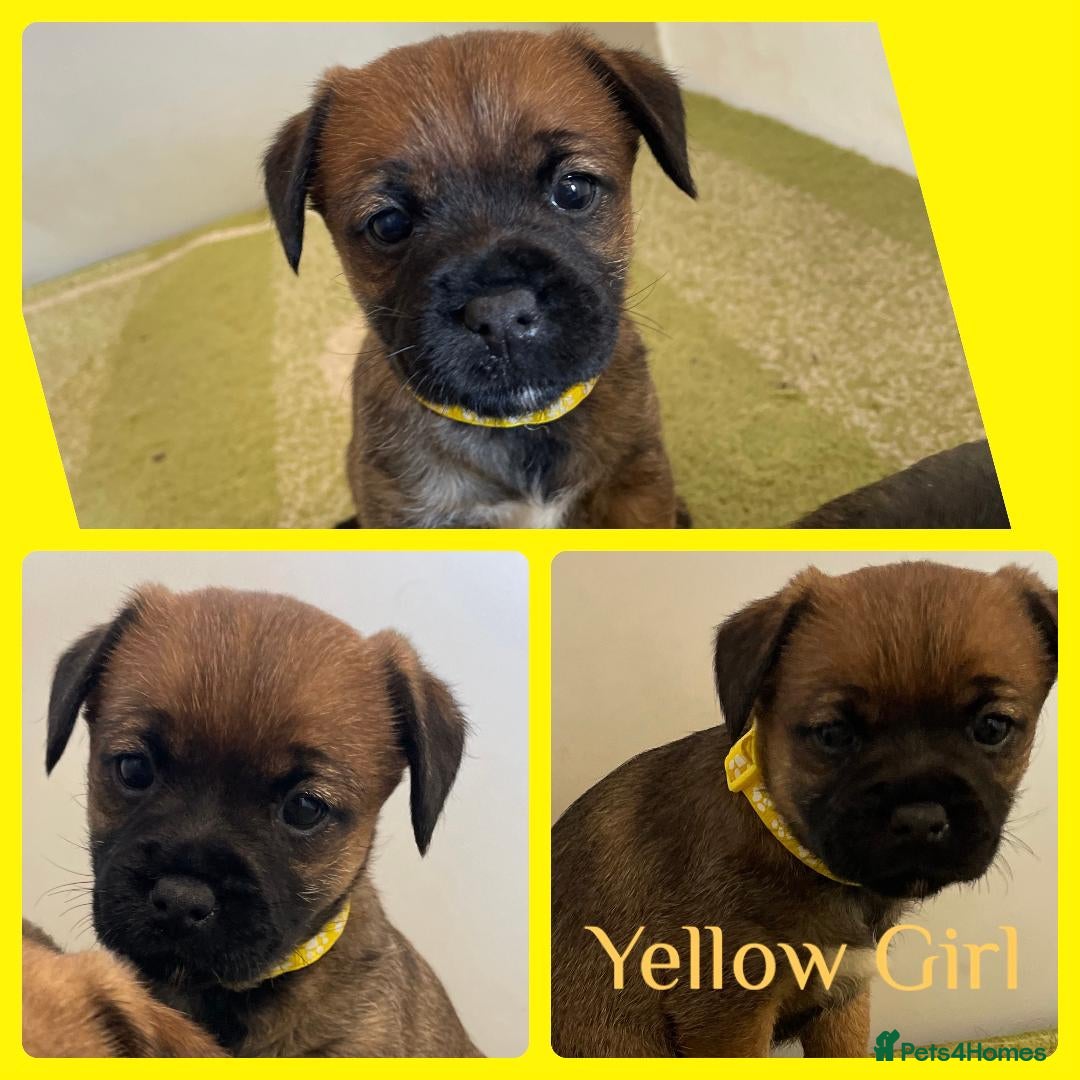 Border Terrier dogs for sale: Beautiful Border Terrier Puppys For Sale - Image 1