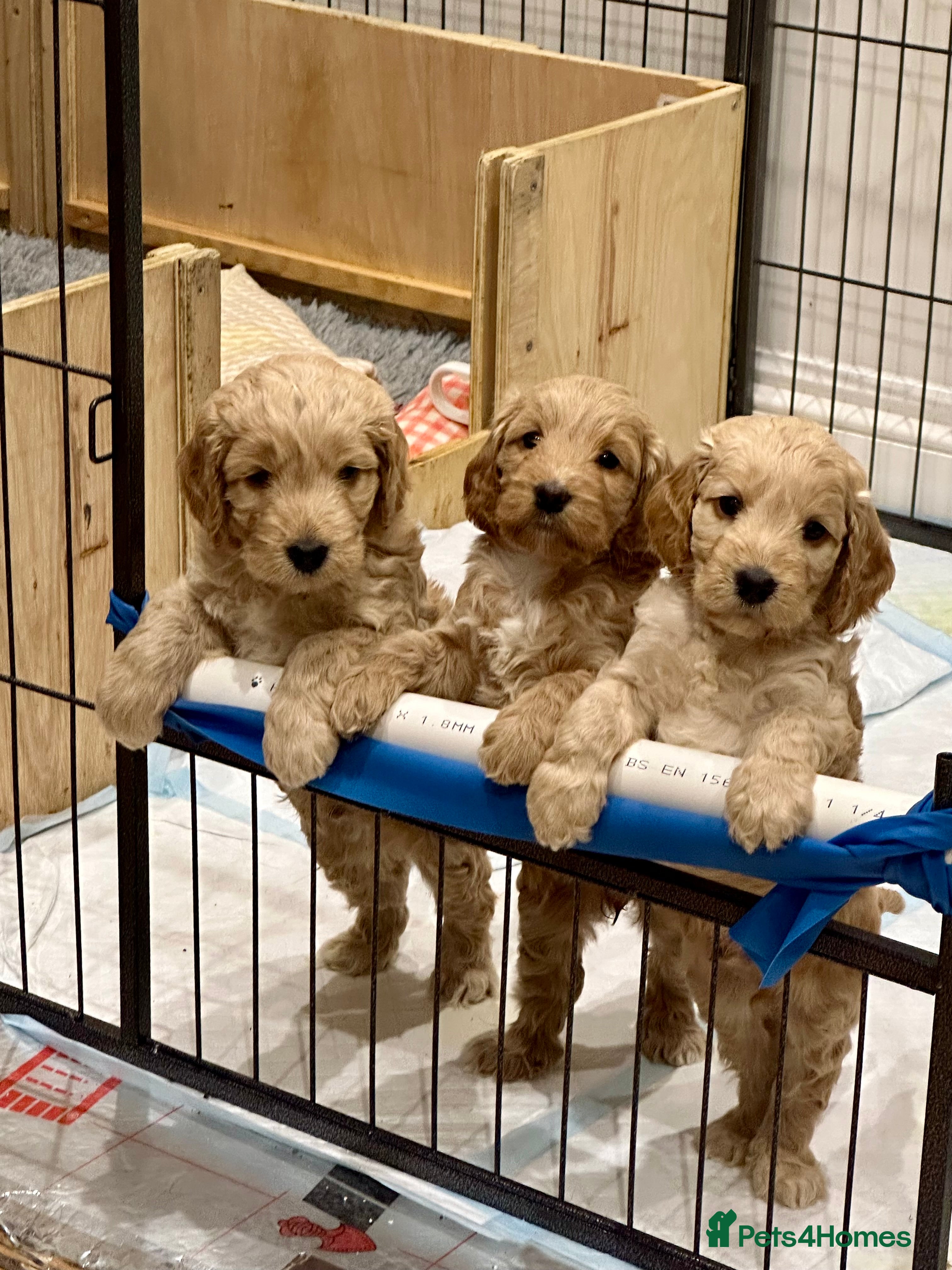 Cockapoo dogs Exceptional F1 Apricot / Red Cockapoo Puppies  - Advert 1