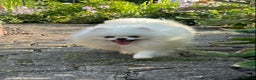 Pomeranian dogs for stud: Stunning optic white boy for stud duties in Lanark - Advert 1