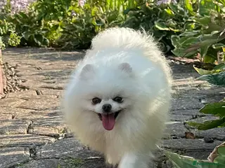 Pomeranian dogs Stunning optic white boy for stud duties in Lanark - Advert 9