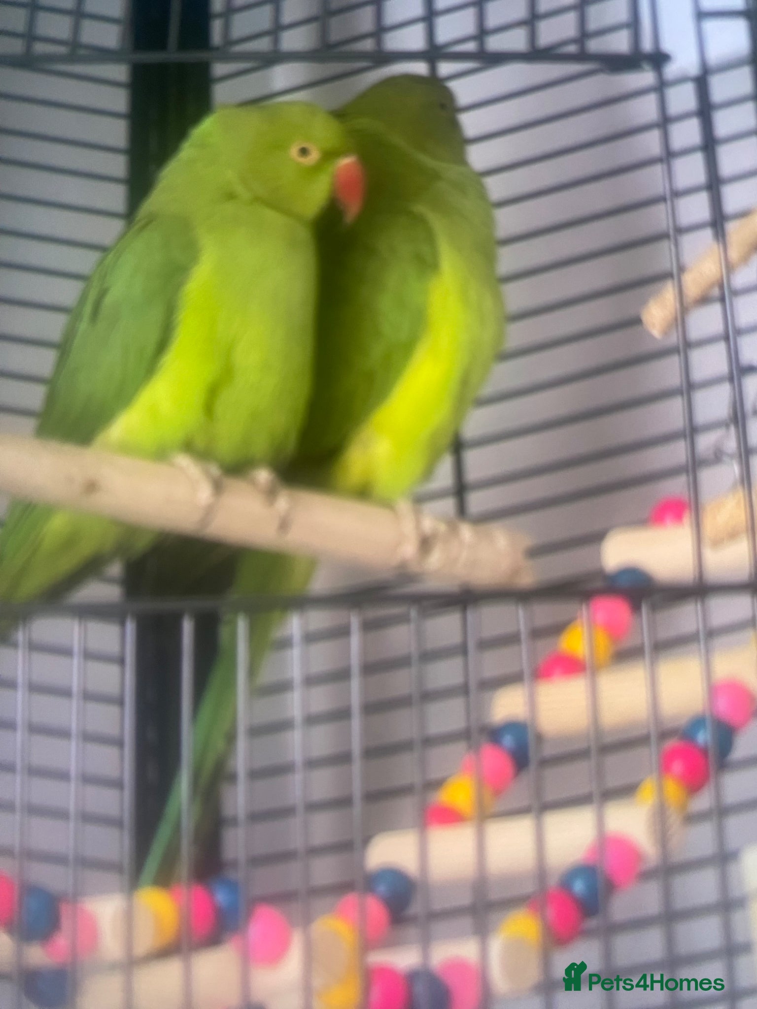 Ringnecks birds for sale: Indian ring neck parrots for sale 🦜❤️ - Advert 2