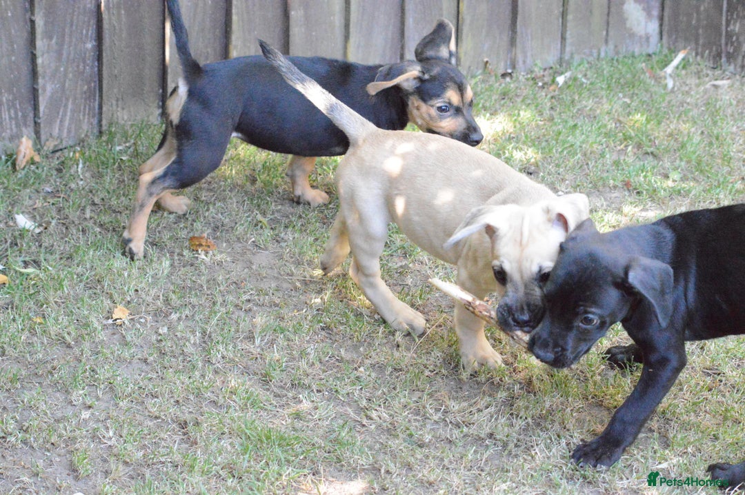Mixed Breed dogs for sale: Mixed Breed Pups - Image 19