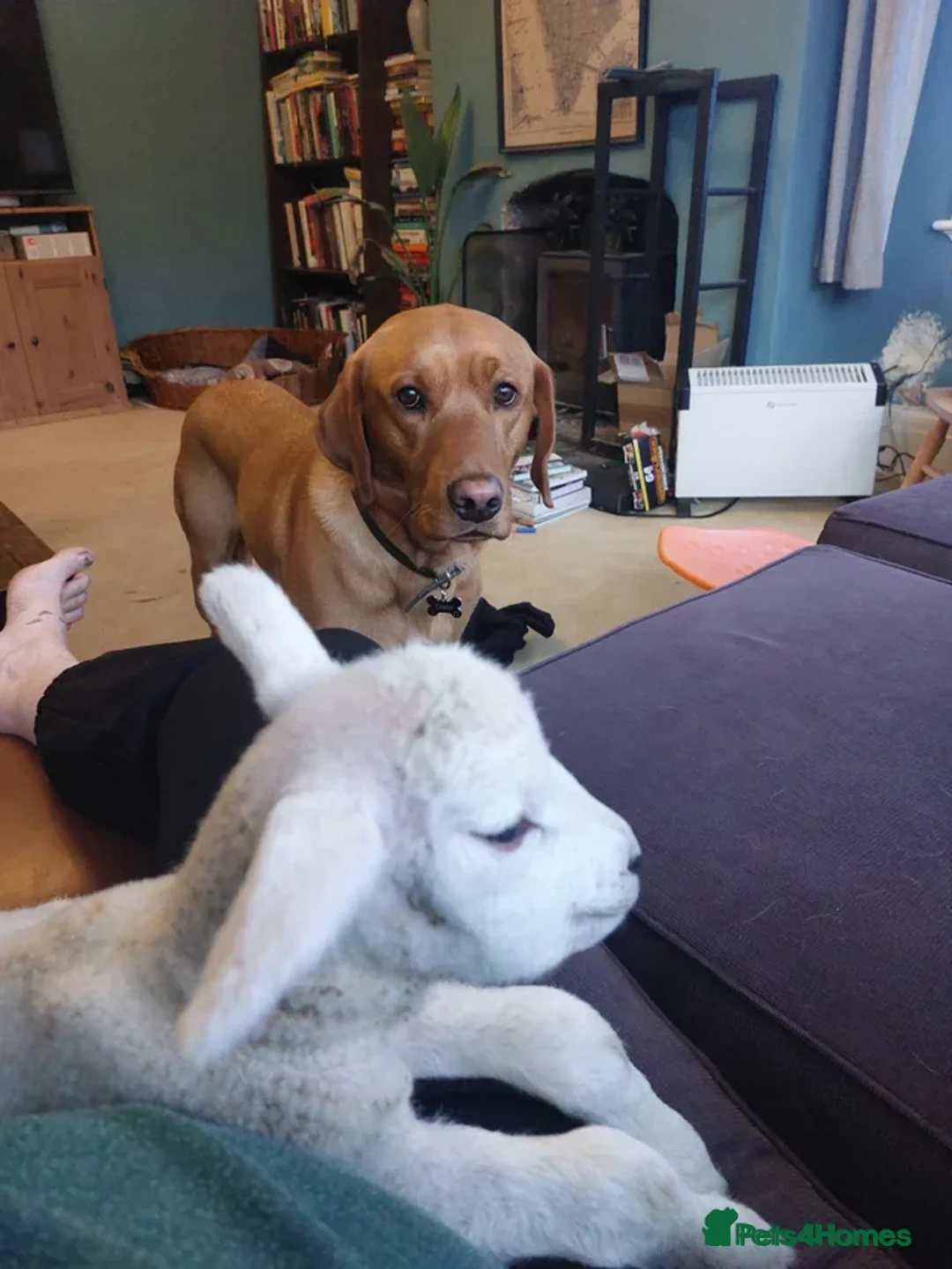 Labrador Retriever dogs for stud: Stud. Dexter, 3. KC registered - Advert 2