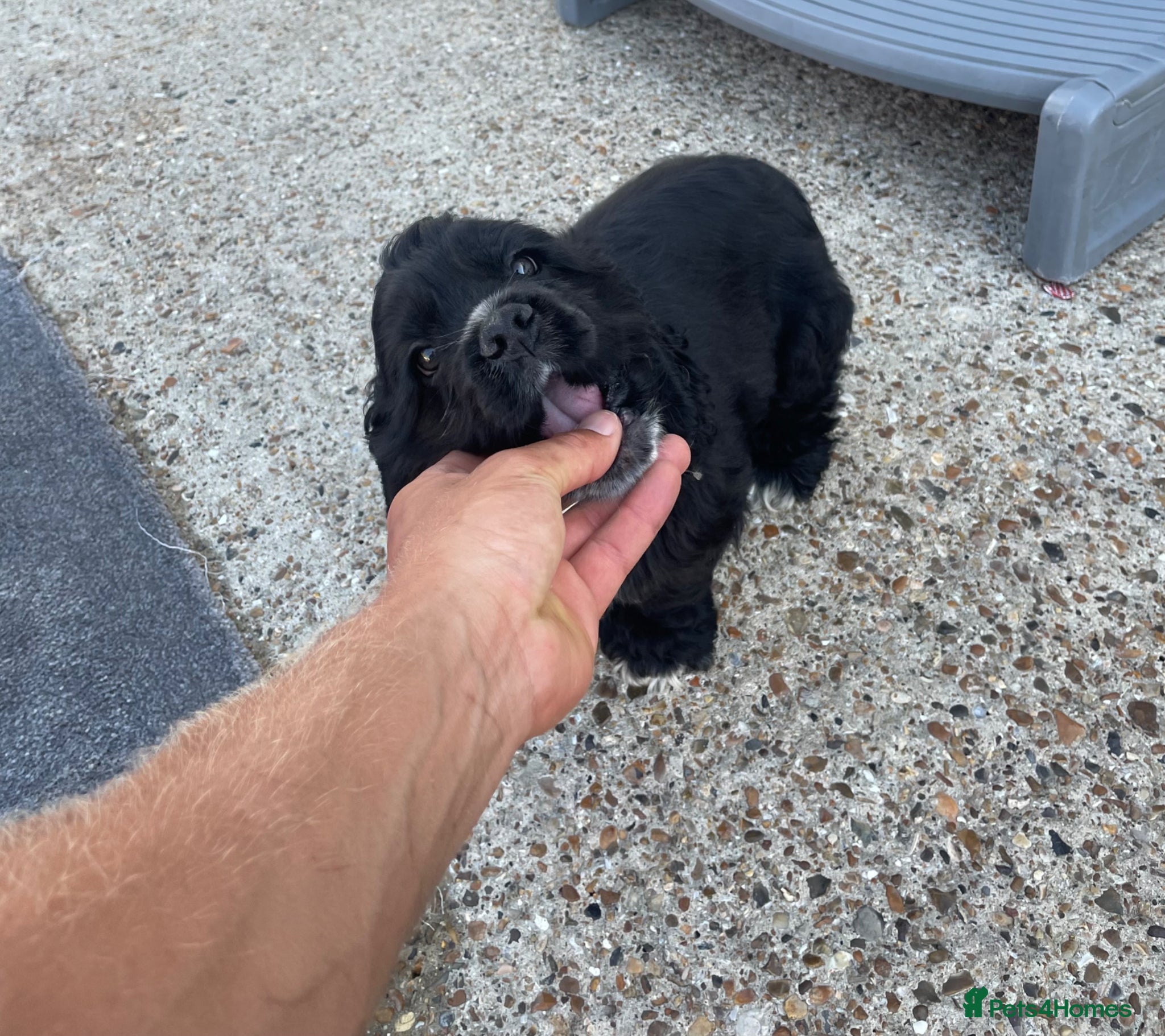 Cocker Spaniel dogs Adorable American Cocker Spaniel Puppies 🐶 - Advert 9