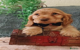 Cocker Spaniel dogs for sale: 🔥LAST TWO BOYS LEFT!🔥 KC SHOW COCKER SPANIEL  - Image 1