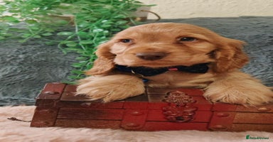 Cocker Spaniel dogs - Advert 4