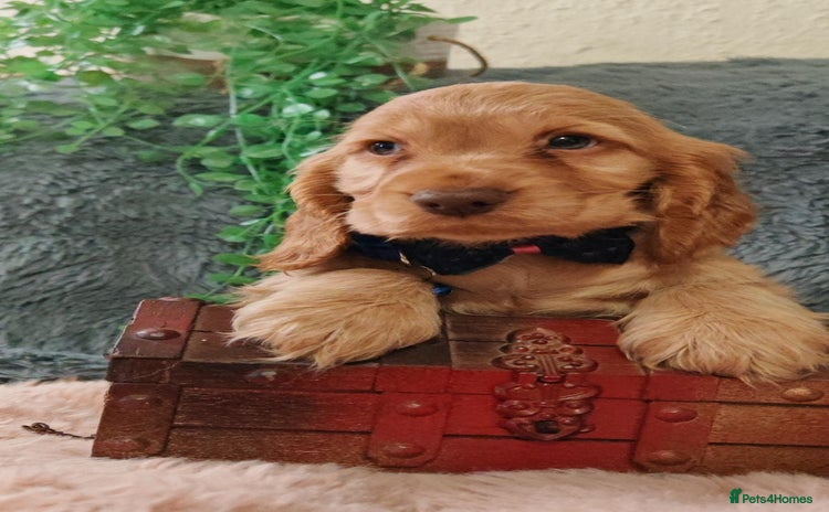 Cocker Spaniel dogs - Advert 12