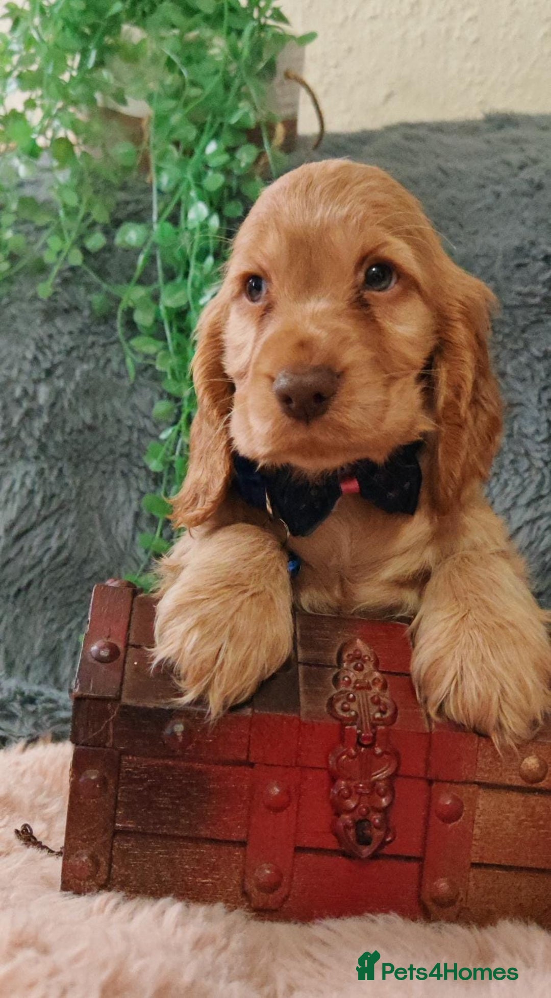 Cocker Spaniel dogs for sale: 🔥LAST TWO BOYS LEFT!🔥 KC SHOW COCKER SPANIEL  - Image 1