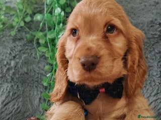 Cocker Spaniel dogs - Advert 17