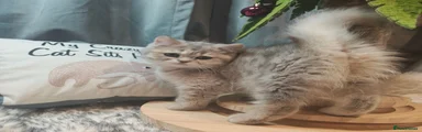 British Shorthair 3