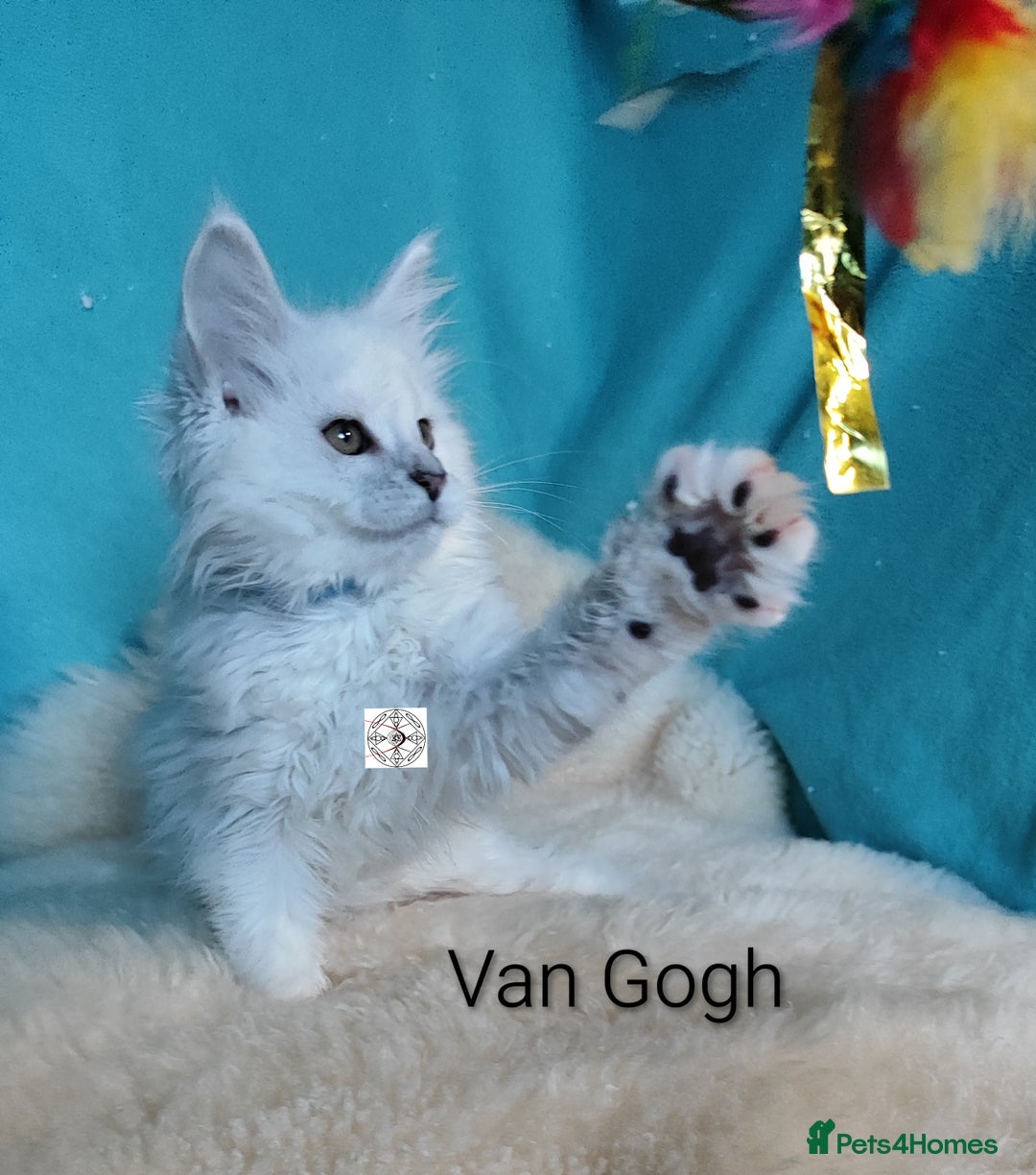 Maine Coon cats for sale: Unique maine coon kittens ❤️ - Advert 24