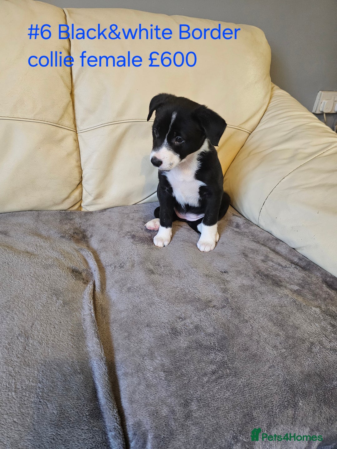 Border Collie dogs for sale: Blue merle&black&white puppies for sale  - Advert 16
