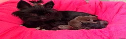 Yorkshire Terrier dogs for sale: Beautiful chocolate Biwer Yorkshire Terrier pupp  - Advert 5