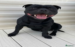Staffordshire Bull Terrier dogs for stud: Phenomenal fertility- New Stud dog 2025 - Image 7