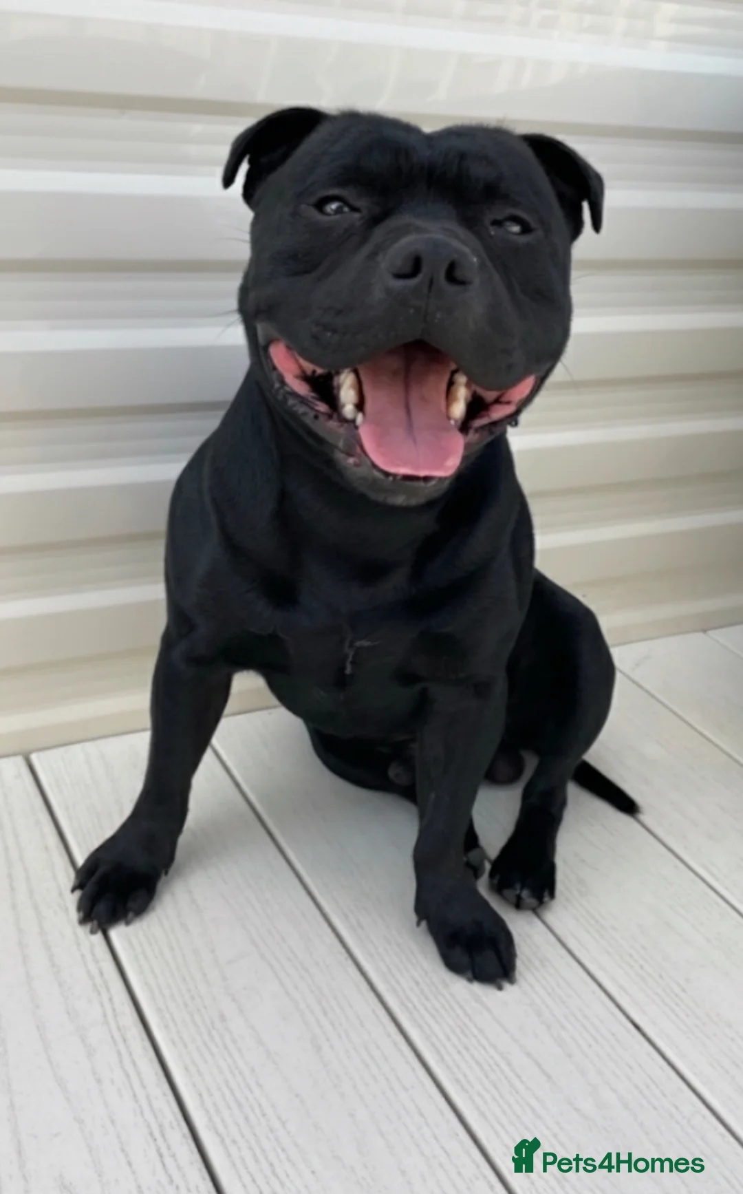 Staffordshire Bull Terrier dogs for stud: Phenomenal fertility- New Stud dog 2025 - Advert 11