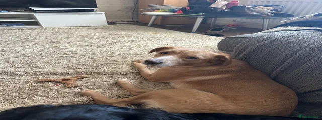 Ted