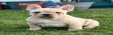 French Bulldog Puppy 4