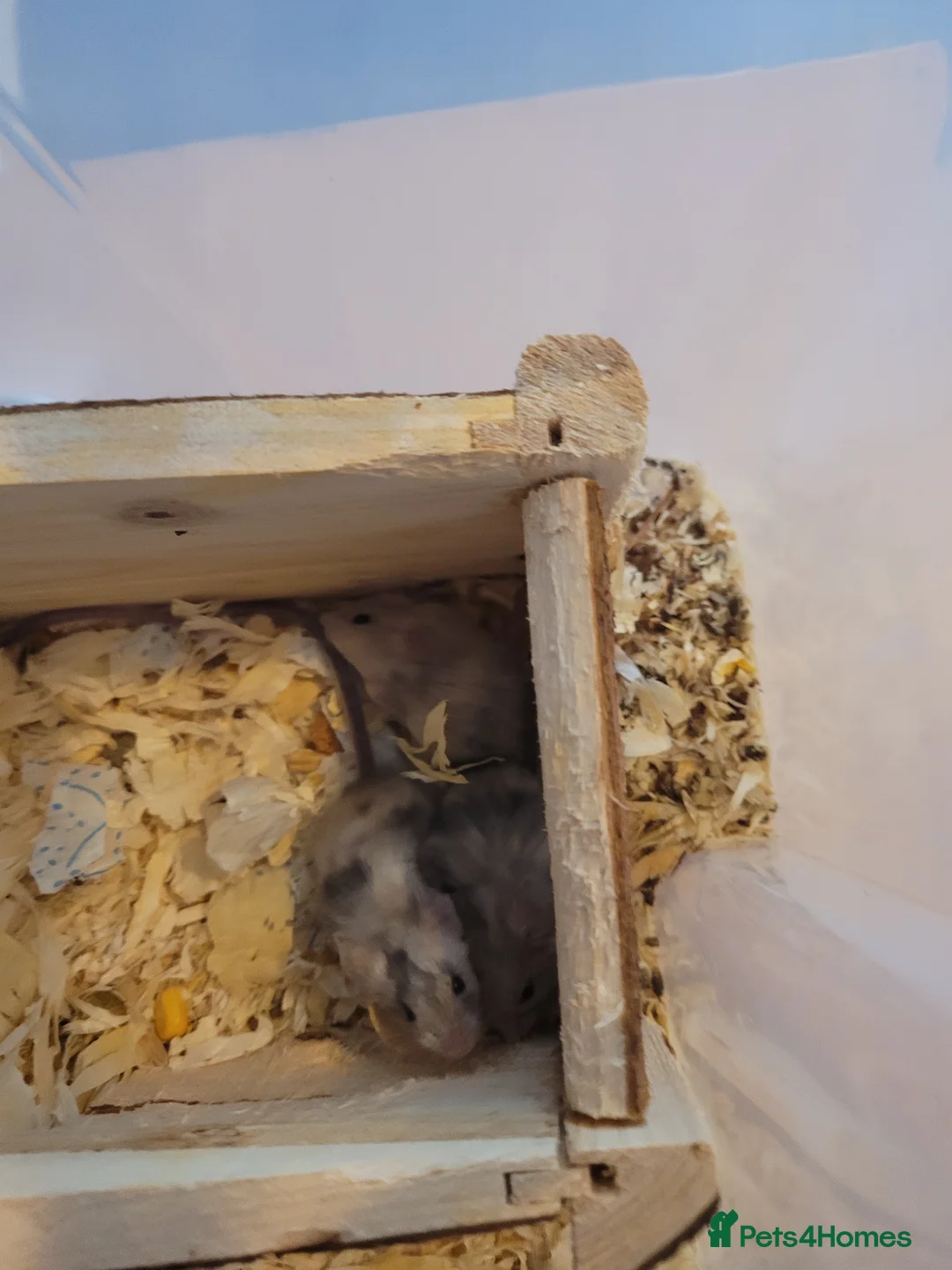 Mouse rodents for sale: Mice for sale  - Advert 4
