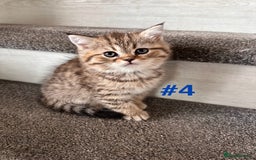 Scottish Fold cats for sale: Adorable Scottish Fold Kittens Ready for New Homes - Image 16
